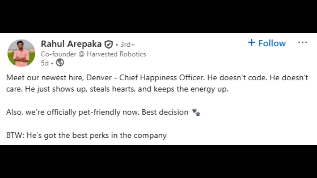 Dog Hiring Post  