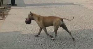 बिहार : नवजात के शव को नोंच-नोंचकर खा गया कुत्ता, तमाशबीन बने रहे लोग