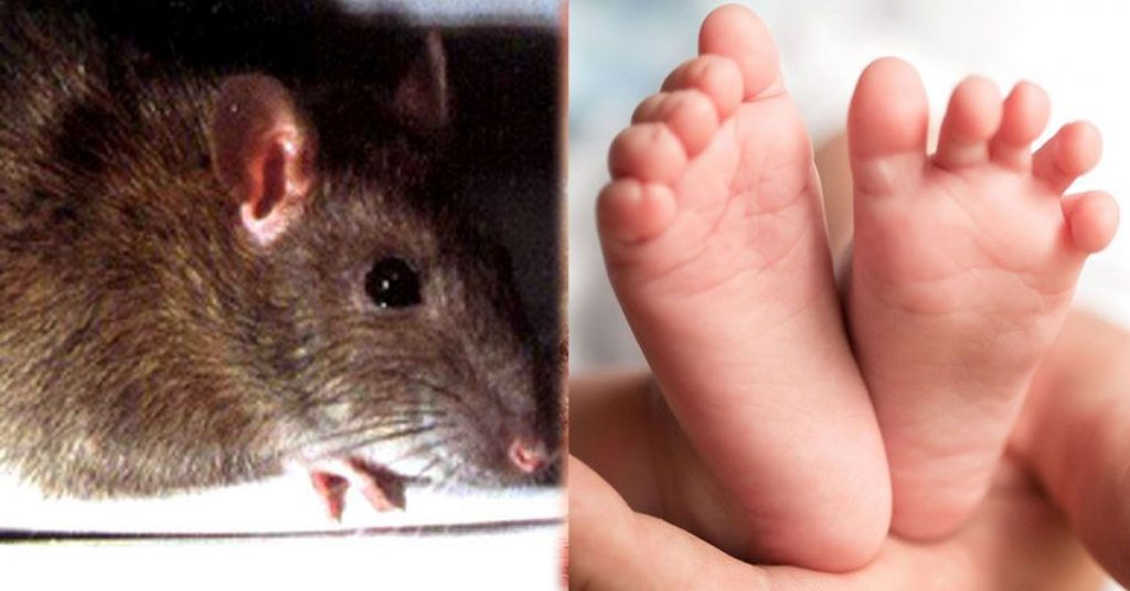 1555680347 rat newborn