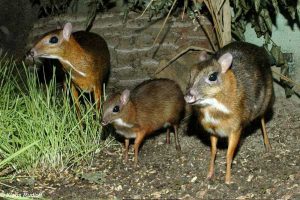 चूहे जितना बड़ा हिरण आखरी बार 112 साल पहले देखा गया था अब पकड़ा गया भारत में