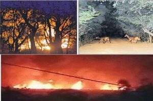 हरिके पतन स्थित सेंचुरी में लगी भयानक आग, पक्षी और जंगली जानवर हुए बेहाल