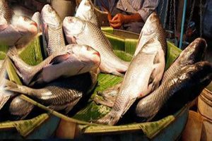 चीन कर रहा हैं मिलावटी मछली का निर्यात : ब्राजील पुलिस