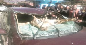 चलती कार पर पहाड़ी से गिरी गाय, मौत