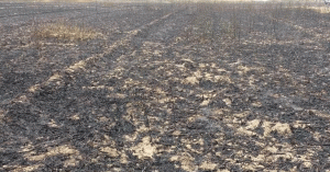 हरदोई जिले में आग का कहर, गेहू की करीब 500 बीघा फसल राख