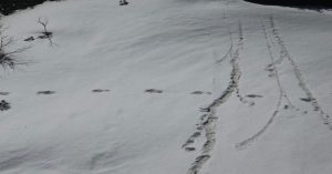हिमालय में दिखे हिममानव के पैरों के निशान, भारतीय सेना ने शेयर की तस्वीरें