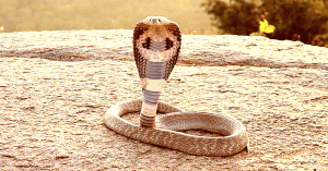 कोबरा सांपों से दहशत में बीकानेरवासी