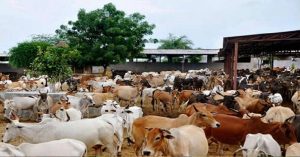 राजस्थान: गोशाला में 62 गायों की संदिग्ध परिस्थितियों में मौत