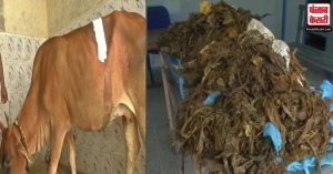 डॉक्टरों ने गाय के पेट से 52 किलो प्लास्टिक निकाला