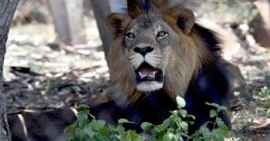 सीएम स्टालिन ने चिड़ियाघर का किया दौरा, संक्रमित शेरों का बेहतरीन इलाज करने का दिया निर्देश