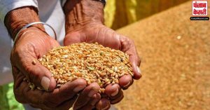 Indian Wheat Export: अब गेहूं को मिस्र में नहीं मिली एंट्री…. खराब बताकर लौटा चुका है तुर्की!