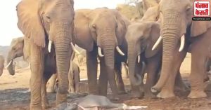 मथुरा के हाथी संरक्षण केन्द्र में हाथियों को ठंढ से बचाना बना चुनौती