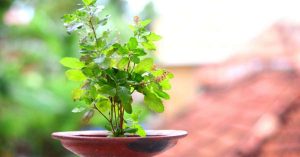 जानें  घर में एक से ज्यादा तुलसी के पौधे रखना शुभ है या अशुभ,साथ ही जानें तुलसी के पौधे के नियम