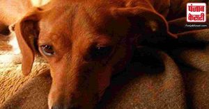 Uttar Pradesh: कानपुर में क्रब से निकाला गया कुत्ते का शव, दूसरी बार होगा पोस्टमार्टम