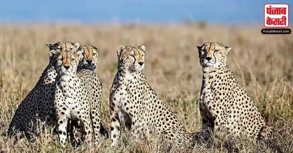 1676576469 south africa cheetahs