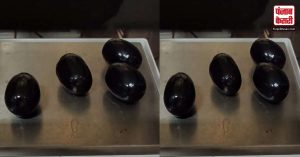 भारत के कोच्चि में मिलें काले सोने के अंडे, लोगों को नहीं हुआ विश्वास, कीमत सुनकर सब हैरान