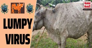 Lumpy Virus: राजस्थान में लंपी वायरस ने फिर दी दस्तक , पशुपालन विभाग भी अलर्ट मोड पर
