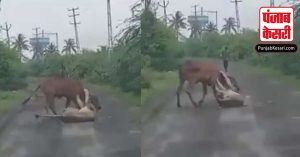 शेरनी के मुंह से किसान ने बचाई गाय की जान, वायरल वीडियो देख दंग रह गए लोग