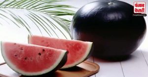Expensive Watermelon: दुनिया के सबसे महंगे तरबूज की कीमत जान रह जाएंगे हैरान, जानें ऐसा क्या है खास