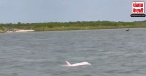 आपने देखा है गुलाबी डॉल्फ़िन? सोशल मीडिया पर सामने आई rare pink dolphin की वीडियो Viral
