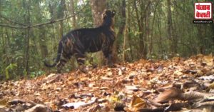 Black Tiger: क्या आपने देखा है काले रंग का बाघ, कैमरे में कैद हुआ पहली बार ऐसा नजारा, देखें Video