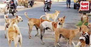 दिल्ली में कुत्तों का आंतक जारी, अब सड़क से हटाने को लेकर उठने लगे सवाल, जानें क्या है वजह?