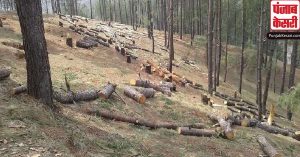 तमिलनाडु सरकार लाने जा रही वृक्ष अधिनियम, वैध कटाई पर होगी गिरफ्तारी