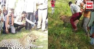 Viral Video: गांव में तेंदूए को पालतू जानवर की तरह पुचकारते और टहलाते दिखे लोग, जानिए क्या है पूरा मामला