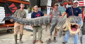 14 फीट लंबाई, 364 किलो वजन… मिसिसिपी में पकड़ा गया अब तक सबसे लंबा मगरमच्छ, फोटो देख डर जाएंगे आप..