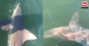 मछली पकड़ने गए शख्स के जाल में फंसी शार्क, फिर जो हुआ, हैरान कर देगा ये Video