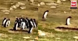 बीच सड़क पर बात करने के लिए रूके पेंग्विन, फिर एक penguin ने अपने दोस्त को दूसरे ग्रुप से ऐसे बुलाया की वीडियो हुआ वायरल