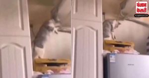 बिल्ली ने की फांसी लगाने की कोशिश, यूजर कहने लगे ‘डिप्रेशन में है बिल्ली’, वीडियो हुआ Viral