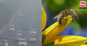 Air Pollution के कारण मधुमक्खियों के लिए फूल ढूंढना हो गया मुश्किल, रिपोर्ट में सामने आई गंभीर करने वाली चिजें