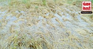 Uttar Pradesh: बारिश से हुआ किसानों की फसलों का नुकसान, 72 घंटों में जारी होगा मुआवजा