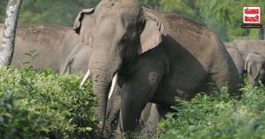 खेत में घुसा हाथियों का जोड़ा, इलेक्ट्रिक करेंट की चपेट में आने से हुई एक की दर्दनाक मौत