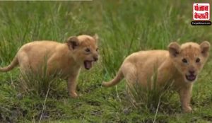 दहाड़ लगाते हुए baby cute शेर की वीडियो ने जीता सभी का दिल, यूजर्स बोले ‘so cute’