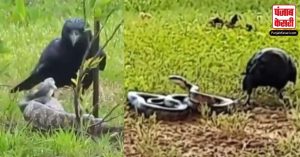 Viral: Snake और Crow के बीच हुई जबरदस्त लड़ाई, Video देख नहीं हटेगी नजर