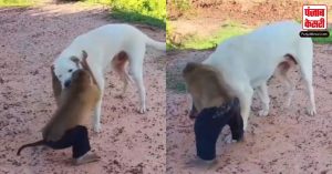 Viral Video: कुत्ते और बंदर के बीच हुई जबरदस्त फाइट, वीडियो देख आप भी कहेंगे ‘हाय राम, क्या तनाव है’