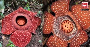 Rafflesia: ‘लाशों का फूल’ जिसके पास जाने के बजाए दूर भागते है लोग, 5 महीने खिलने में लगाता है समय