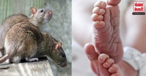 OMG: 6 महीने के बच्चे को जिंदा खा गए चूहे, मजे से सोते रहे घर वाले…