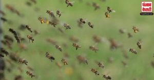 अंतिम संस्कार में जा रहे 200 लोगों पर अचानक मधुमक्खियों ने कर दिया हमला, नदी में कूदकर बचाई जान