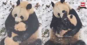 Baby Panda का Cute वीडियो हुआ वायरल, मां के साथ करते दिखा मौज-मस्ती…