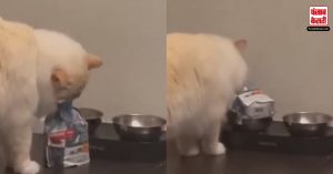 खुद का खाना परोसती दिखी ये बिल्ली, Users ने की जमकर तारीफ, बोले How Cute…