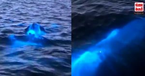 Florida में दिखी चमकने वाली Dolphin! चमकती डॉल्फिन की खूबसूरती देख आप भी नहीं हटा पाएंगे नजर…