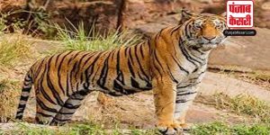 नहीं थम रहा बाघों की मौत का सिलसिला,आंकड़ा पहुंचा लगभग 10 पार, इस मामले की राष्ट्रीय बाघ आयोग करेगी जांच
