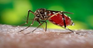 हरियाणा में डराने लगे डेंगू के बढ़ते मामले, स्वास्थ्य विभाग की बढ़ी चिंता