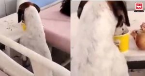 U.P के अस्पताल में  घूसा कुत्ता, खा गया मरीज का खाना, वीडियो देख Public ने उठाया सरकार पर सवाल
