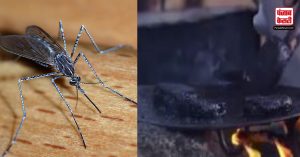 Africa में शख्स ने मच्छरों से बनाया बर्गर, फिर मजे से चबा-चबा कर खा गया! Watch Disgusting Video