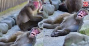 पथरों के बीच आराम से सोता दिखा ये बंदर, वीडियो देख लोगों ने कहा, ‘ चैन की नींद