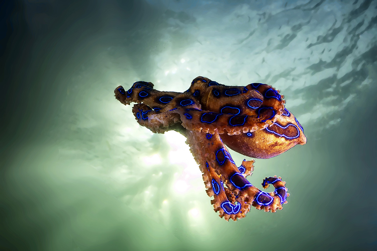 blue ringed octopus