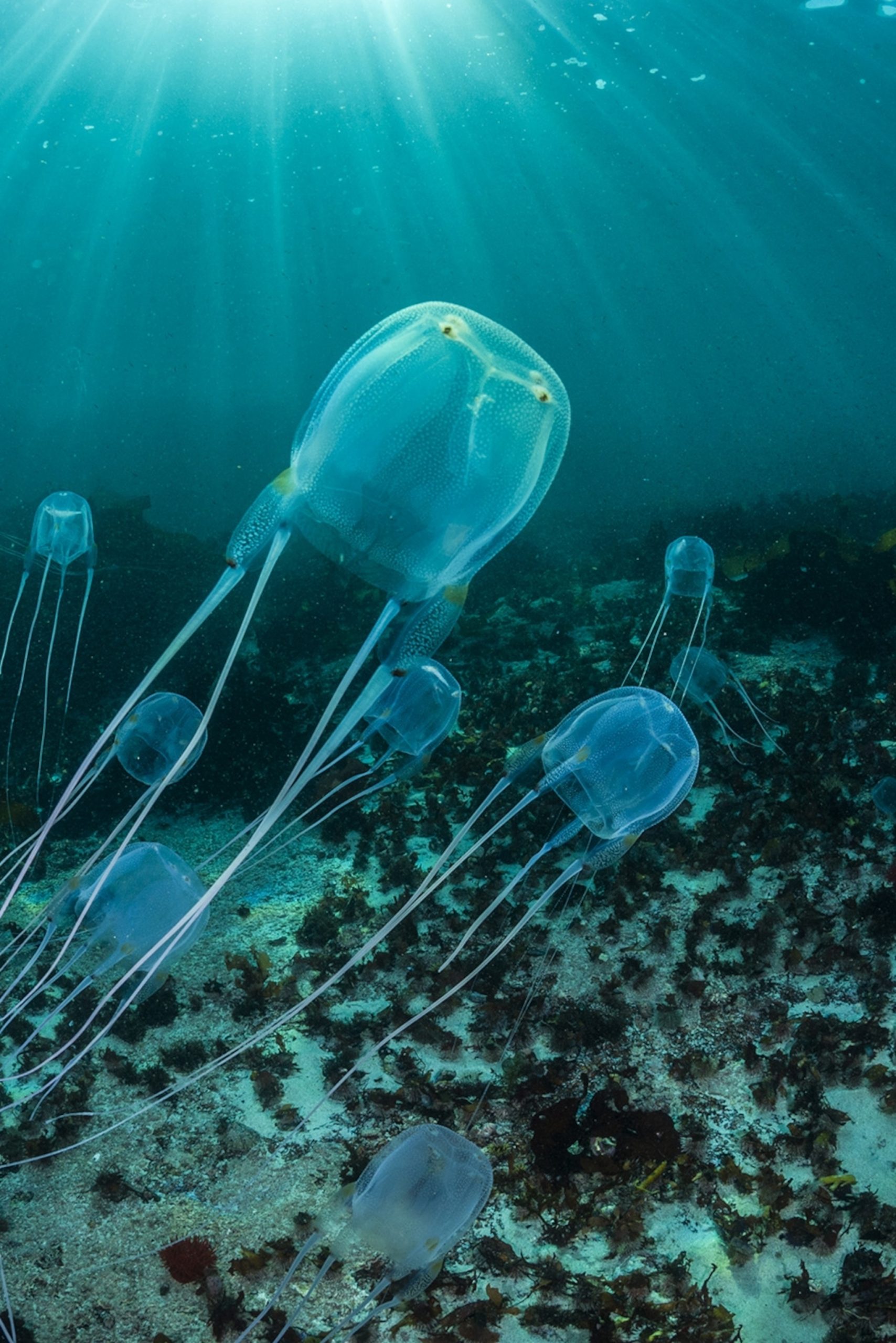 box jellyfish 2x3 scaled